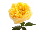 yellow rose