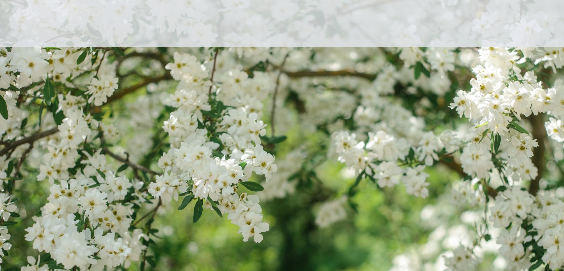 white trees