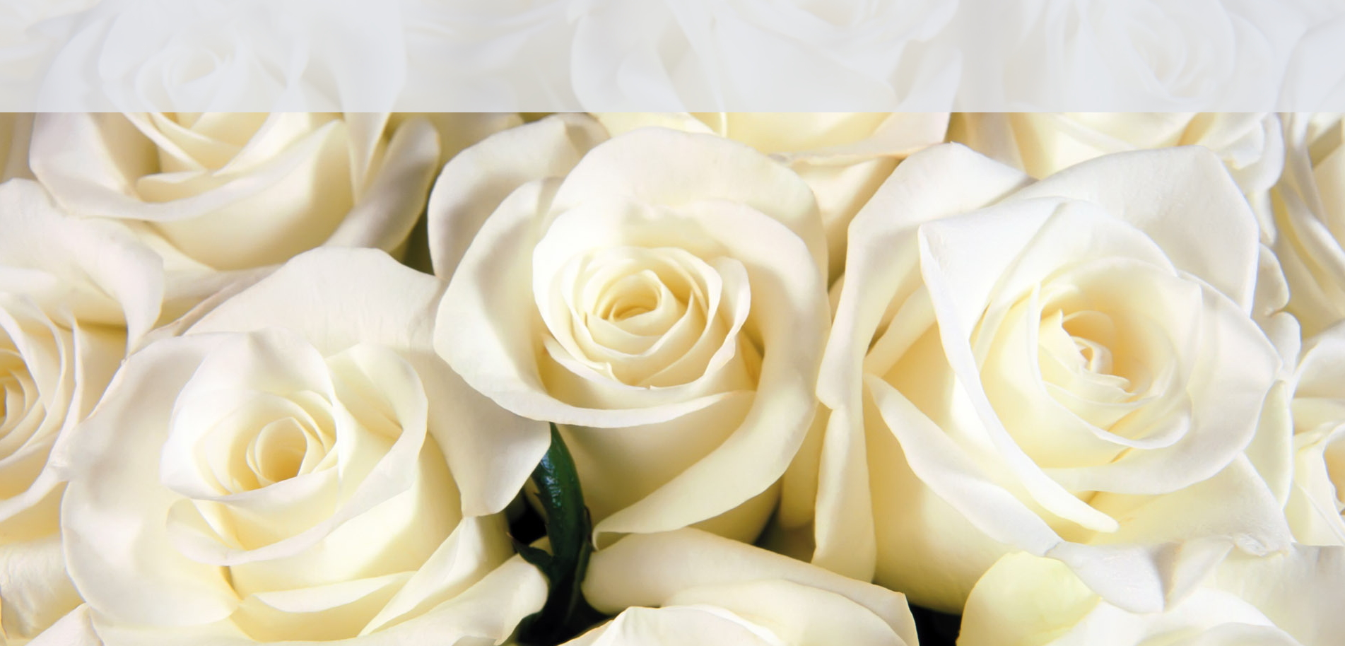 white roses
