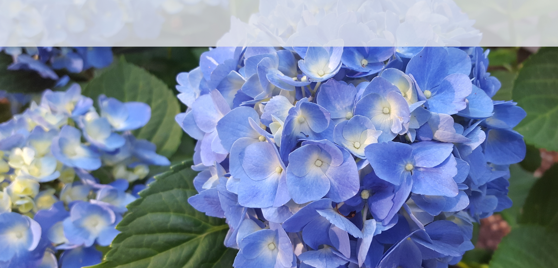 hydrangea