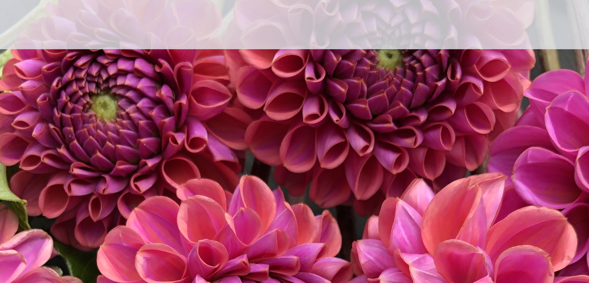 dahlia