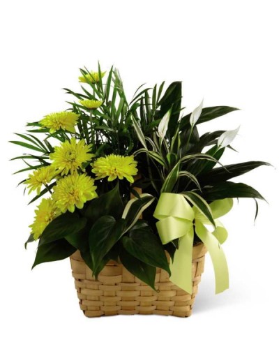 Basket of Plants
