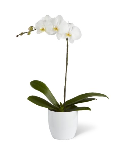 Phalaenopsis Orchid