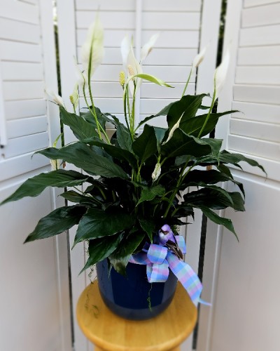 Peace Lily 